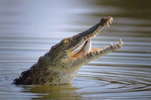 A fisherman of Sundarban attacked by crocodile
