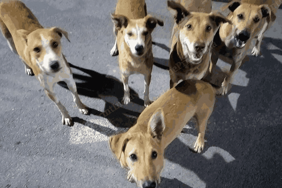 Five stray dog attempt to murder in Newtown