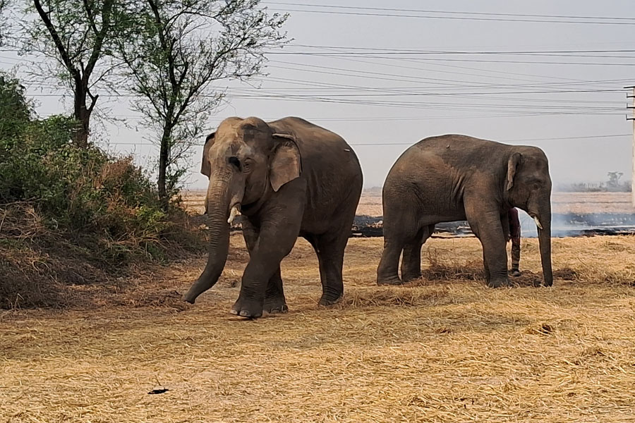 WB govt to provide financial help to family members who died in elephant attack in Jalpaiguri