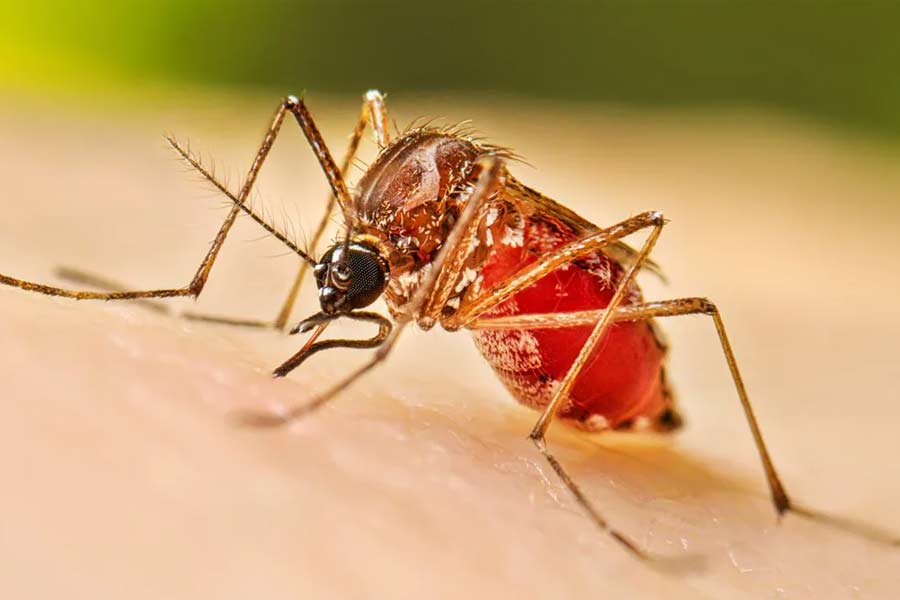 Hydrocele increase in West Bengal due to mosquito bite