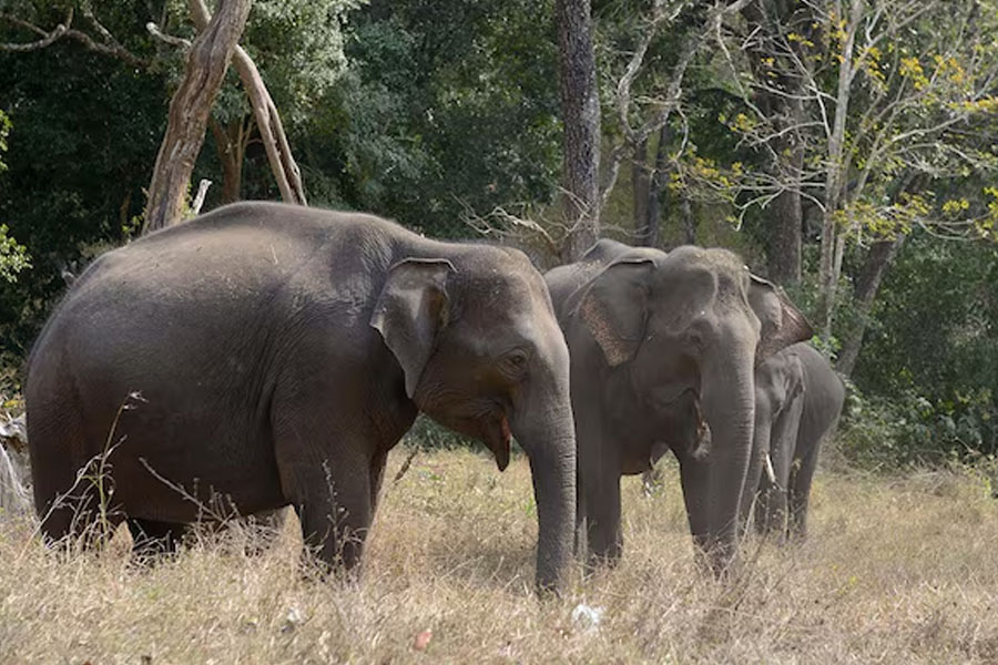 Death in elephant attack in Siliguri