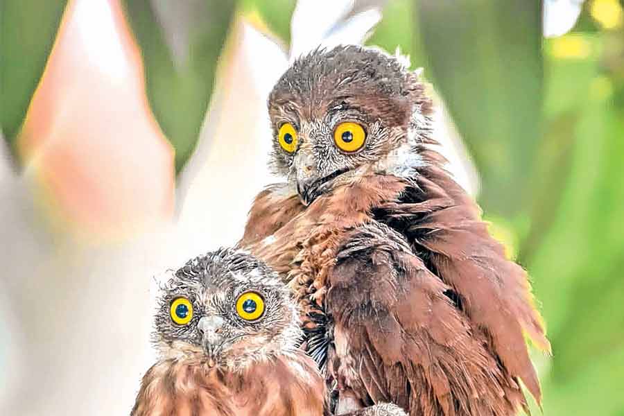 School teacher of rajarhat is spreading awareness to save birds