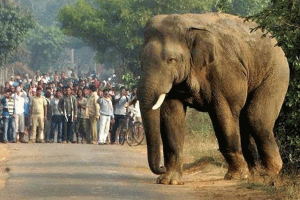 WB forest department arrange a meeting to solve elephant attack problem