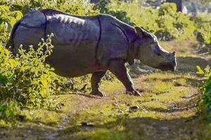 Is the Is rhinoceros orginally from Jaldapara that found in Bangladesh, video goes viral