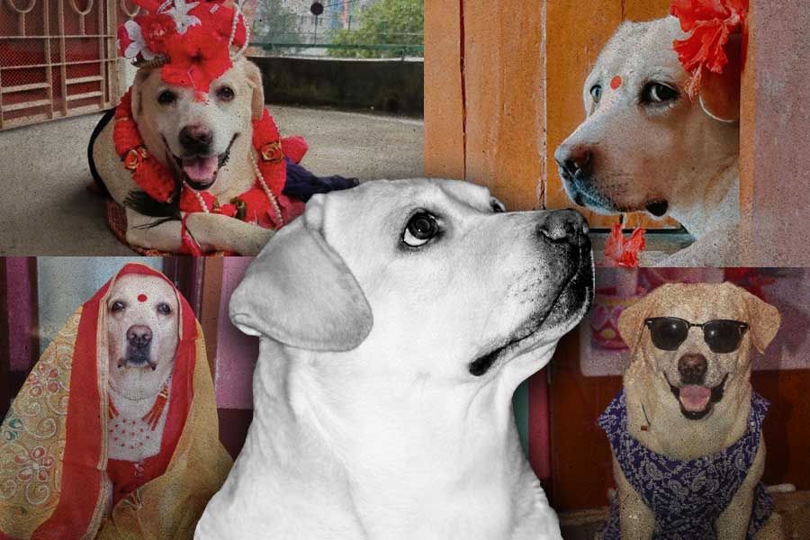 Bangladeshi Dog Sontu died