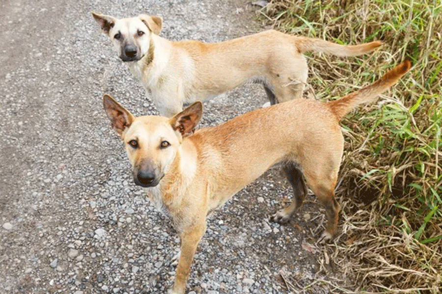 Now Massive Rabies Outbreak In Manipur and Three Dead