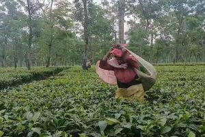 45,000 kg of tea sold on first day at Jalpaiguri tea auction center