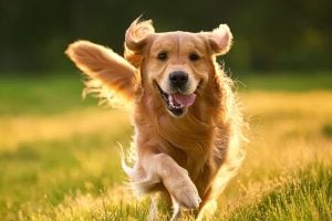Dog Care Tips: Extreme Heat Could Raise Death Risk For Pet Dogs By 10 percent