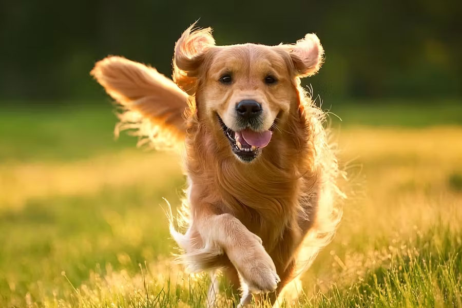 Dog Care Tips: Extreme Heat Could Raise Death Risk For Pet Dogs By 10 percent