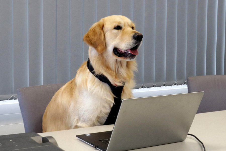 Hyderabad startup hires golden retriever as Chief Happiness Officer