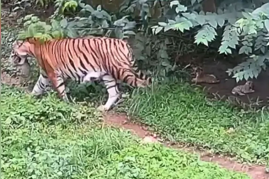 Tripura Zoo witnesses birth 3 Tiger cubs for first time