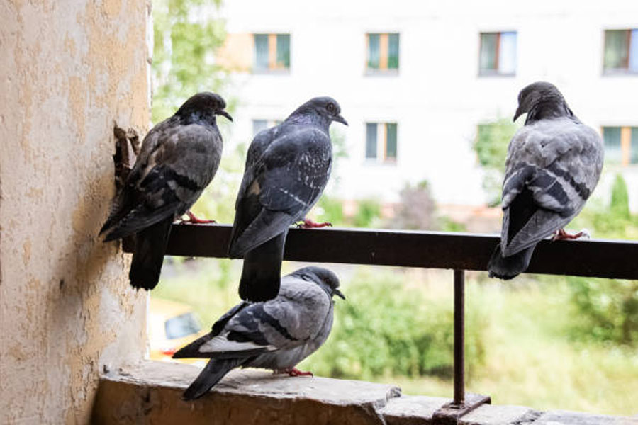 Pigeon