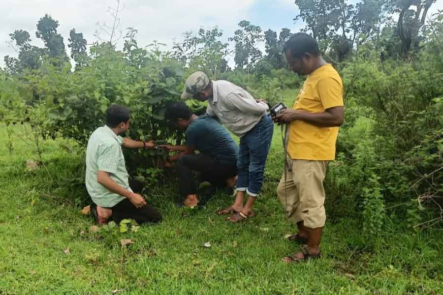 Purulia-Tiger