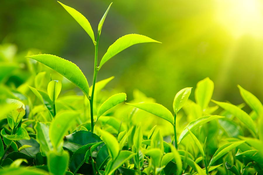 No way out to save tea leaves from insects, tea garden owners seek help from the association