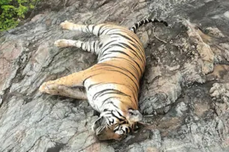 Tigress with 4 cubs die in Karnataka