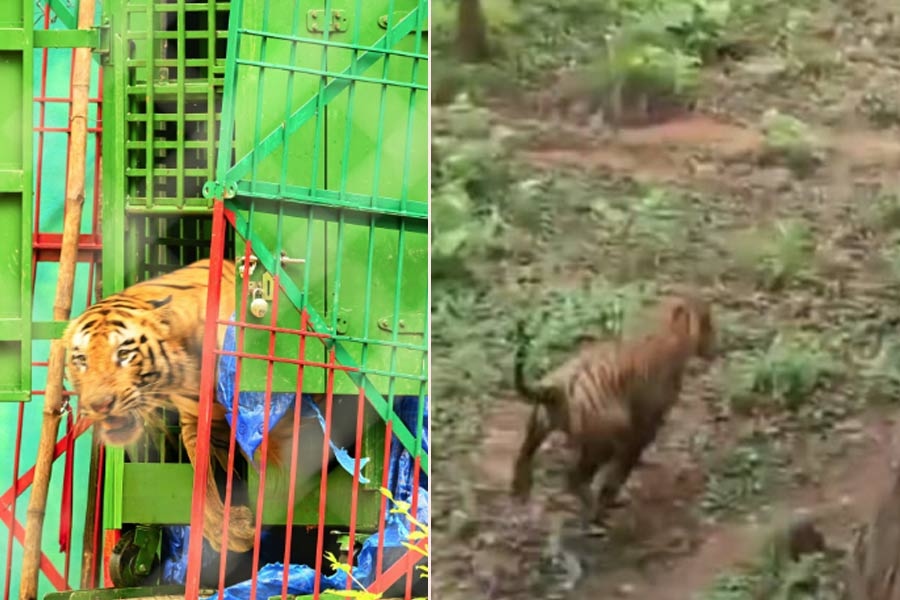 Royal Bengal Tiger known as partner of Jeenat in Purulia backs to own space in Jharkhand