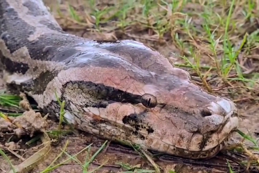 Giant snake caught in fishermen's net in Bardhaman