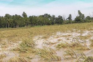 Paddy farmers worried about farming due to continuous rainfall in Uluberia