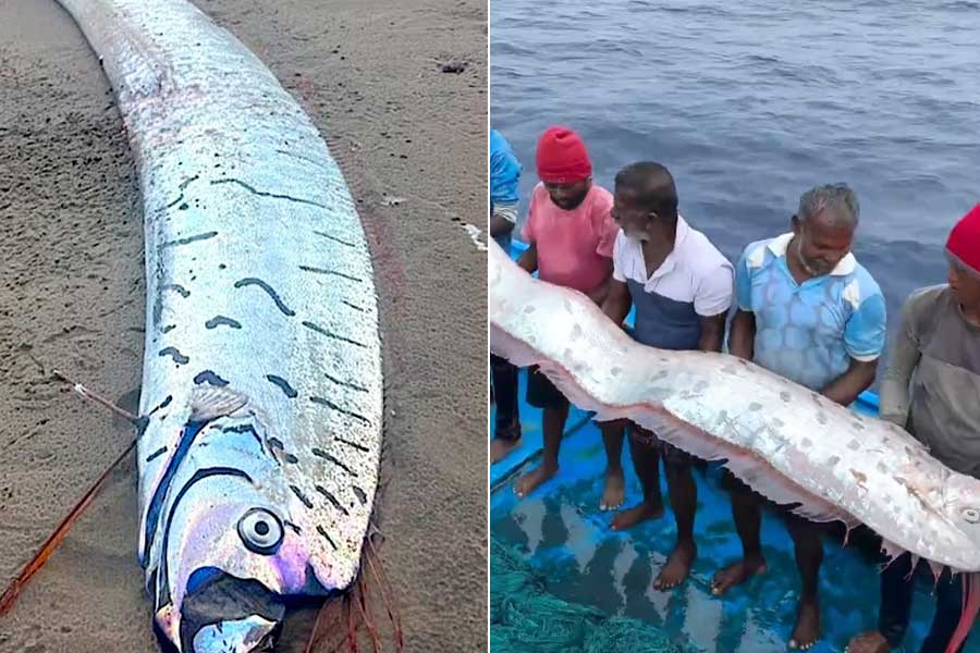 Rare Dooms day Fish Spotted In TamilNadu