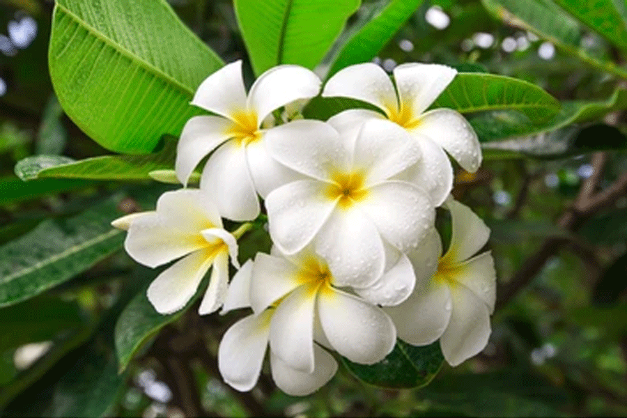 enriched your garden with this flower here is some tips