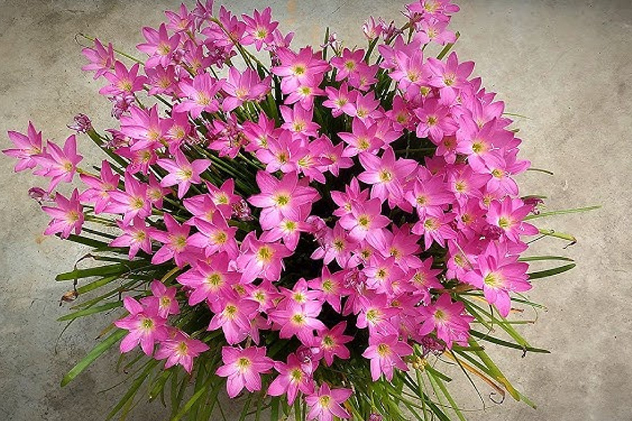 some tips for rainlily growth in your garden