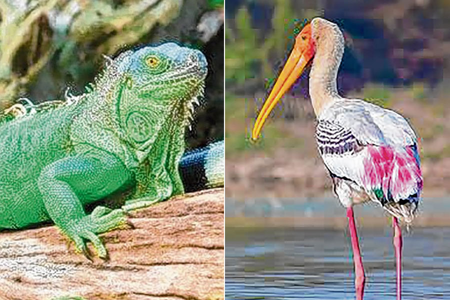 18 new animals arrived at Bengal Safari Park from Alipore Zoo