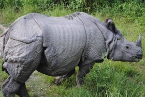 Forest official killed by the attack of bison in Jaldapara