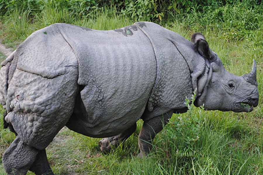 Forest official killed by the attack of bison in Jaldapara