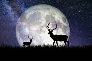 Buck Moon 2025: Here is date and time to see special appearance of the Moon