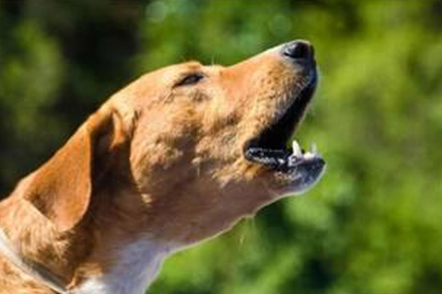 Here is what to do after dog bite