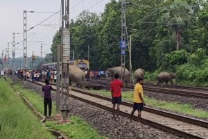 Three Elephants killed in Train Accident near Jhargram