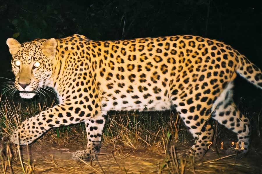 Jalpaiguri baby dies by the attack of leopard