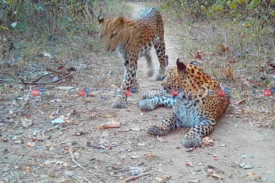 Two Leopards found in Purulia kotshila