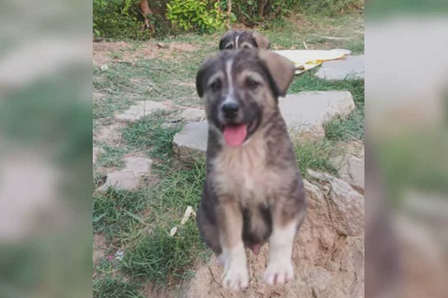 Dog's Bark Saves 67 Lives in Himachal Pradesh Mandi