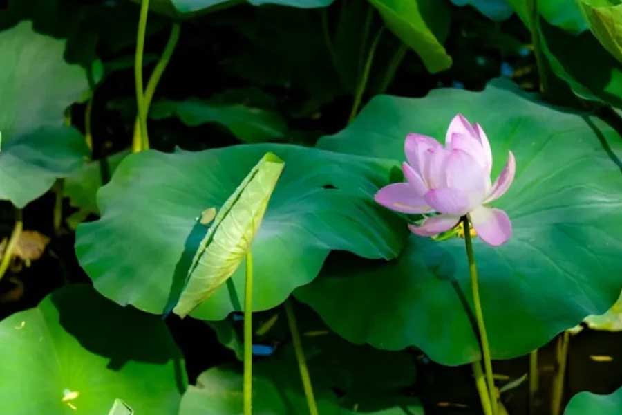 Lotus blooms in Kashmir’s Wular lake after 30 years
