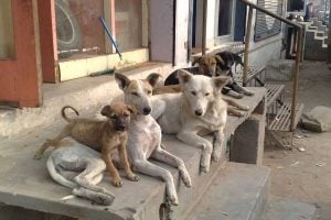 5,000 Street Dogs Will Now Get Chicken And Rice Every Day in Bengaluru
