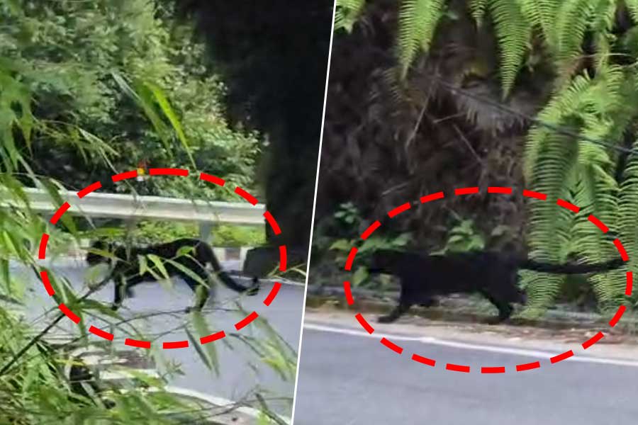black cheetah was spotted on the streets of Mirik