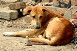 Allegations of murder dog in Howrah