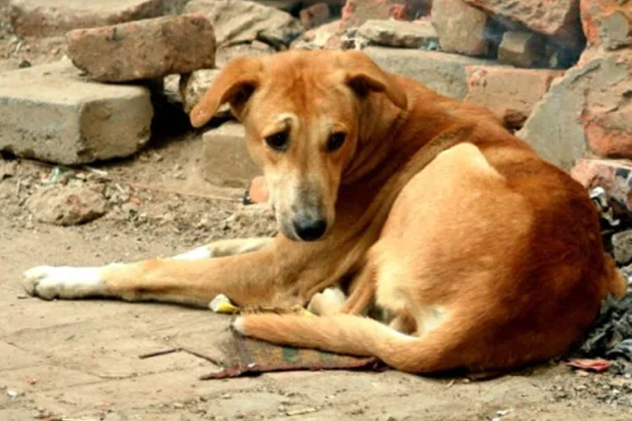 Allegations of murder dog in Howrah