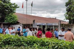 Tea garden closed again in Duars