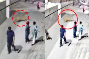 Pet Lion Escapes In Lahore, Attacks Woman And Two Children