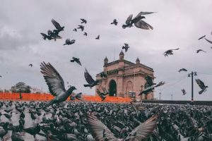 No more 'kabootar khanas' in Mumbai state ordered closure