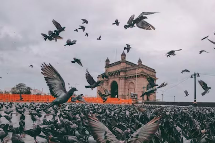 No more 'kabootar khanas' in Mumbai state ordered closure