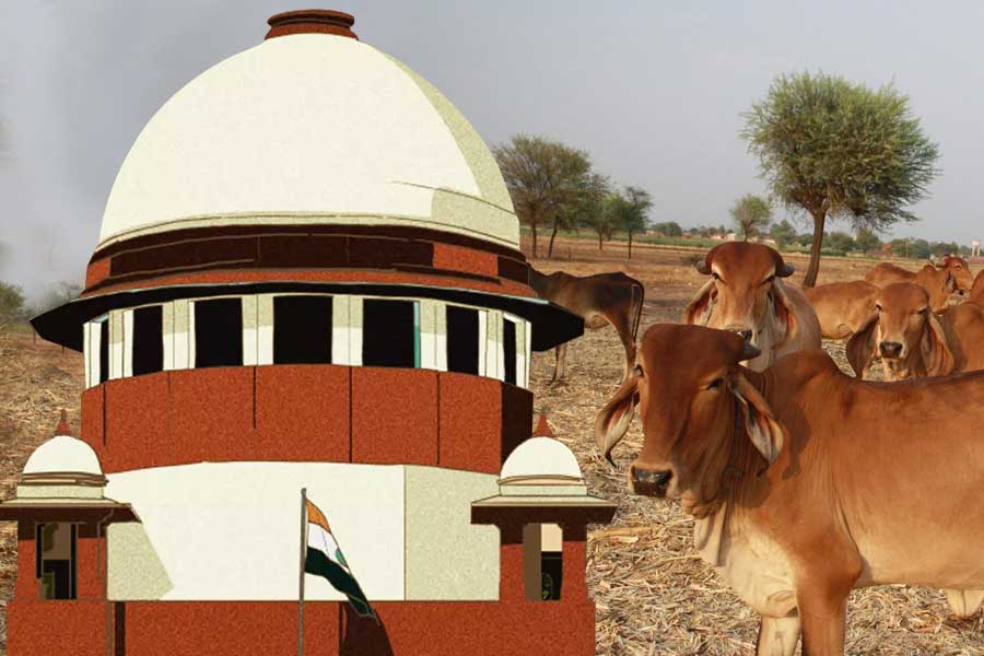 Supreme Court rejects hearing plea on desi milk at Tirupati temple