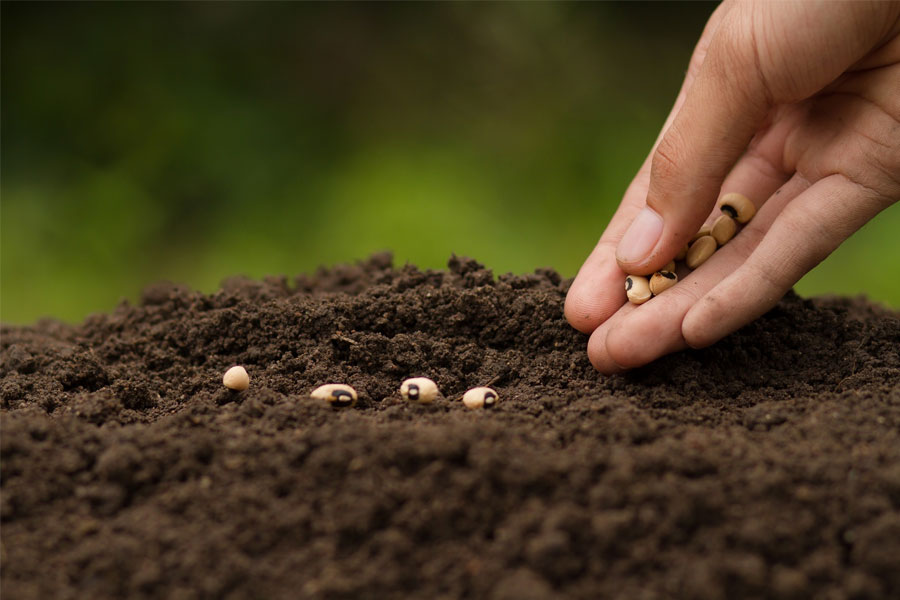 know how to grow plant in your home from seed