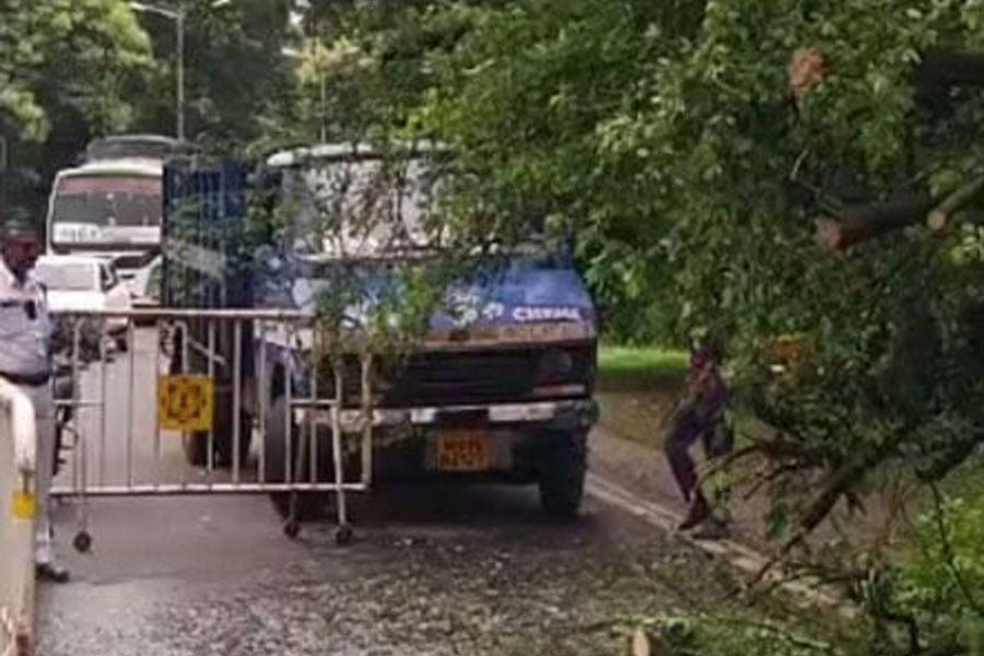 220 trees stand in kolkata, risking danger