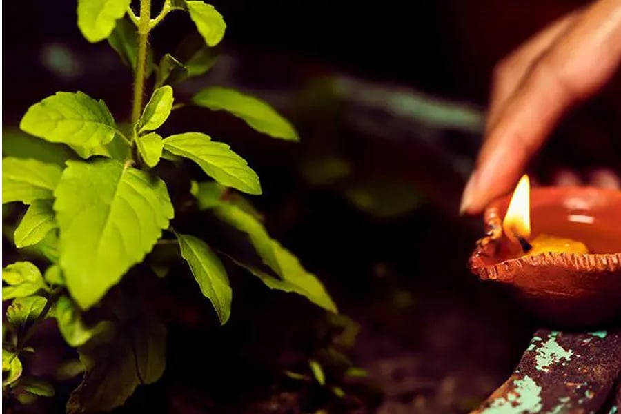Sudden changes in Tulsi plants reveal Vastu dosha