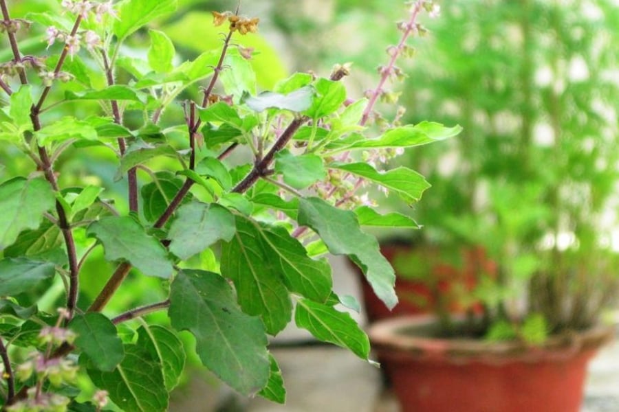 Sudden changes in Tulsi plants reveal Vastu dosha