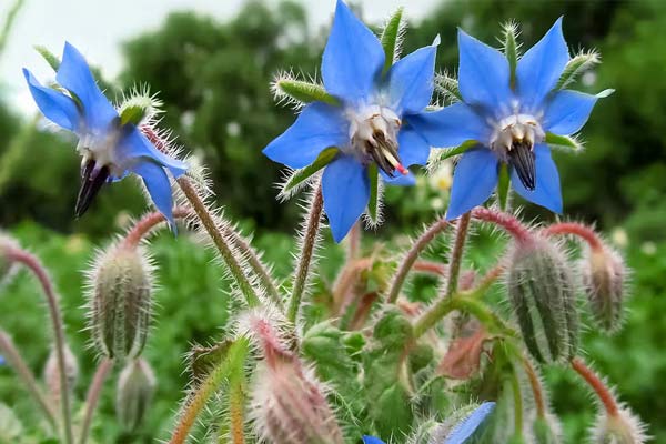 Borage-seed-oil