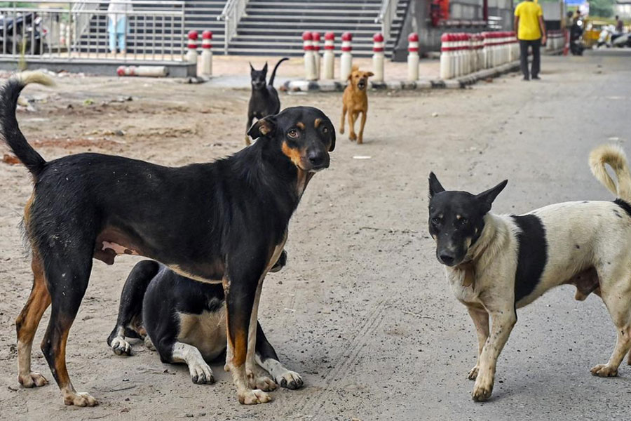 Allegation of killing 13 dogs in Jalpaiguri feeding poison